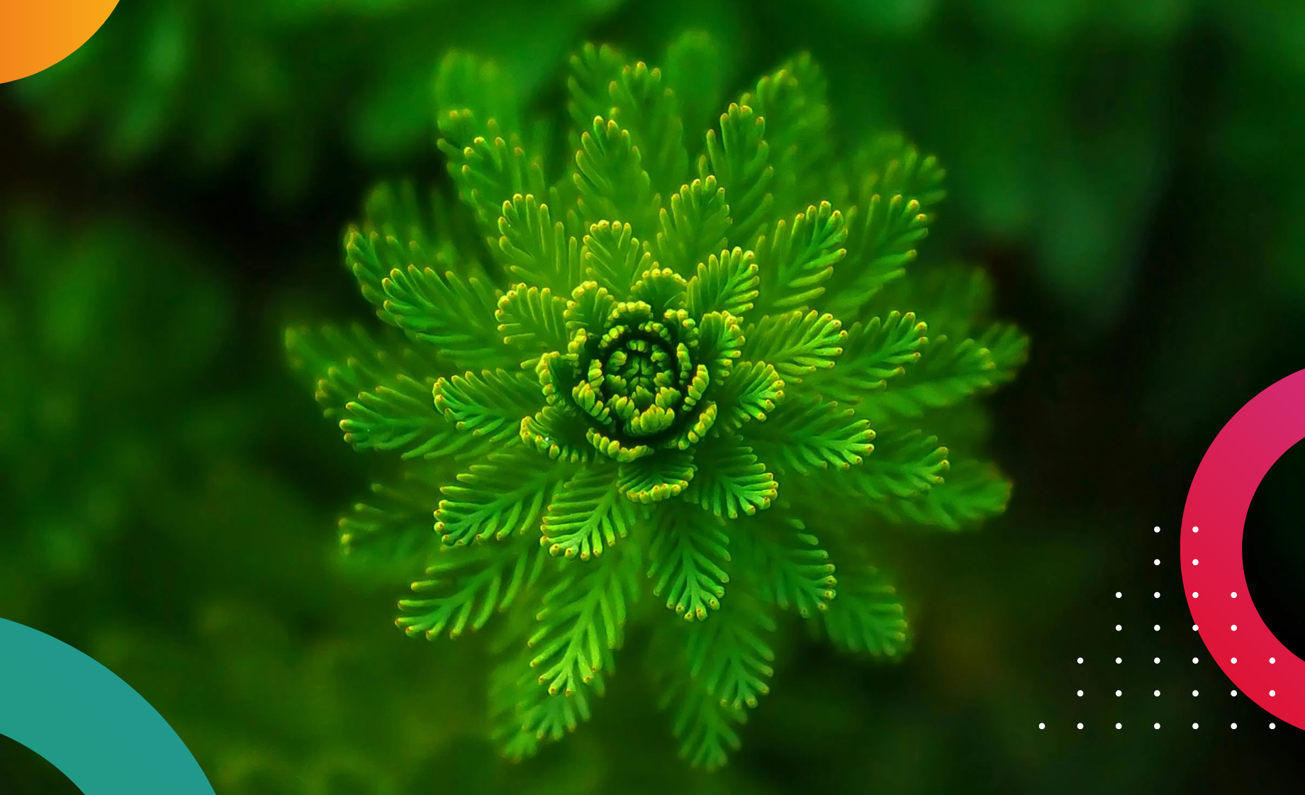 colour complement green - Sanders Design