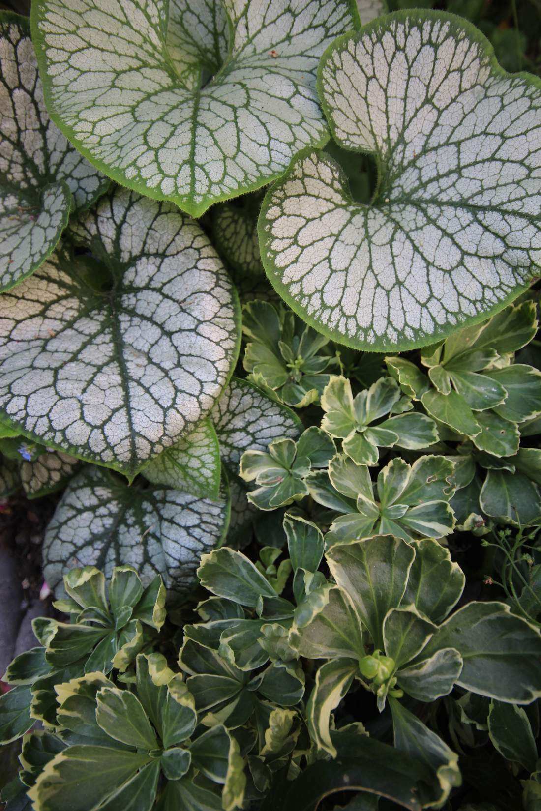 Planting form and texture