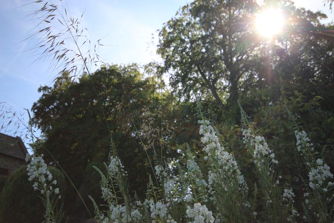 Stipa and white flowers in the sun