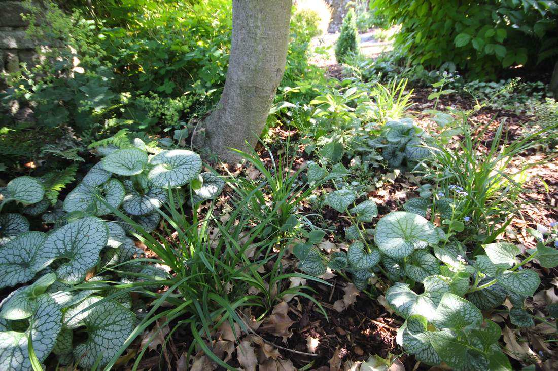 Woodland shade planting scheme